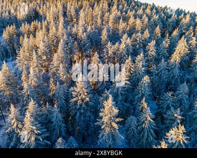 Francia, Puy de Dome (63), foresta di conifere ricoperta di neve (vista aerea) Foto Stock