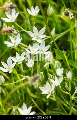 Il fiore della Stella di Betlemme (Ornithogalum umbellatum) è un fiore perenne Foto Stock