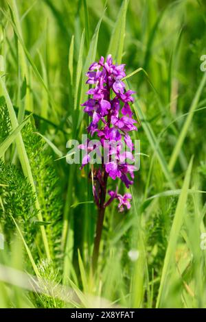 Orchidea viola, Orchis mascula, fiore selvatico Foto Stock