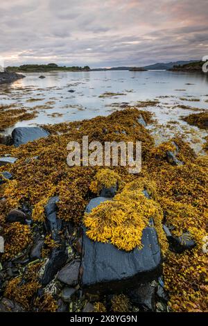 Regno Unito, Scozia, Highland, Lochailort, Glenuig Bay, alghe sulle rocce con la bassa marea Foto Stock