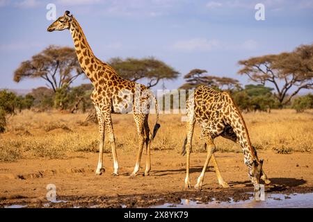Kenya, parco nazionale di Amboseli, Girafe masai (Giraffa tippelskirchi), bere in una libbra Foto Stock