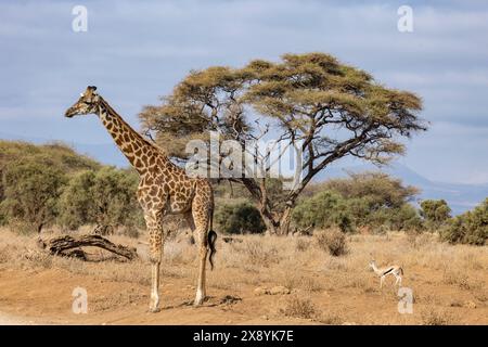 Kenya, parco nazionale di Amboseli, Girafe masai (Giraffa tippelskirchi) e gazzella di Thomson Foto Stock