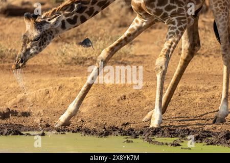 Kenya, parco nazionale di Amboseli, Girafe masai (Giraffa tippelskirchi), bere in un punto d'acqua e un po' di oxpeckerq a becco rosso Foto Stock