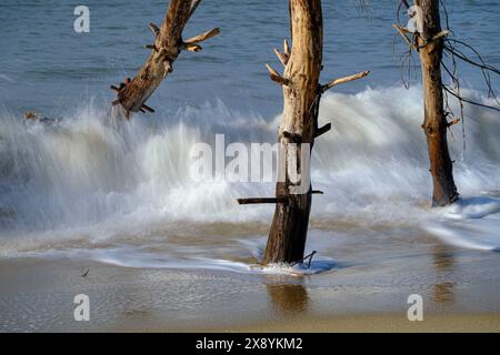 Francia, Charente-Maritime, la spiaggia di Embellie, distruzione della foresta da parte del sale a causa della continua espansione del mare Foto Stock
