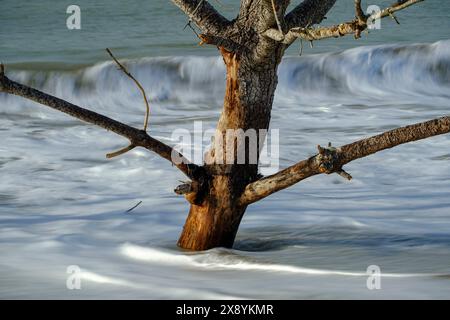 Francia, Charente-Maritime, la spiaggia di Embellie, distruzione della foresta da parte del sale a causa della continua espansione del mare Foto Stock