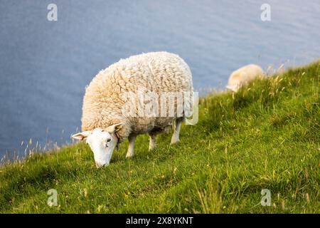 Regno Unito, Scozia, Highlands, Isola di Skye, pecore che pascolano pacificamente sulle scogliere di Neist Point Foto Stock