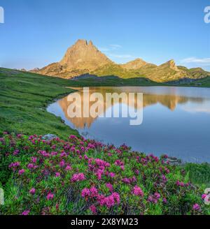 Francia, Pirenei Atlantiques (64), Béarn, fiori, rododendri, tramonto estivo sul PIC du Midi d'Ossau e sul Lago Ayous Foto Stock