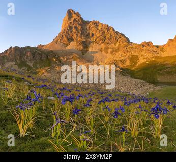 Francia, Pirenei Atlantiques, Bearn, Iris e vista del PIC du Midi d'Ossau al tramonto Foto Stock