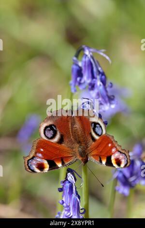 la farfalla di pavone inachis io, sulle campanelle di colore marrone superiore con quattro falsi segni oculari in bianco viola nero e marrone marrone fumo marrone scuro Foto Stock