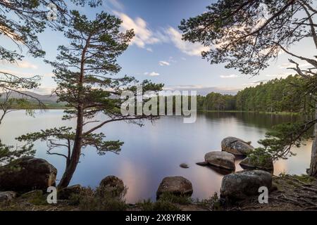 Scozia, Highlands, Cairngorms National Park, Nethy Bridge, Loch Garten nella riserva naturale nazionale di Abernethy Foto Stock