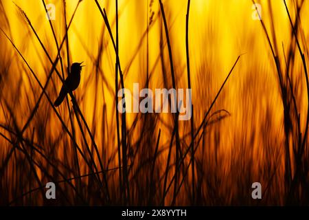 La parula di savi (Locustella luscinioides), maschile che canta nelle canne all'alba, Paesi Bassi, Olanda meridionale, Rottemeren Foto Stock