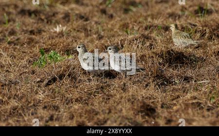European Golden plover, Eurasian Golden plover, Golden plover (Pluvialis apricaria), Greyish immaturi in un campo, Spagna Foto Stock