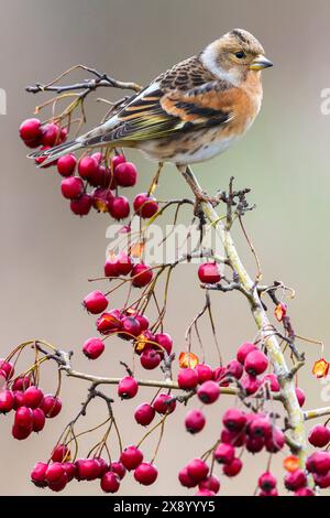 Brambling (Fringilla montifringilla), appollaiato su un ramoscello con frutti di bosco, vista laterale, Italia, Toscana, piana fiorentina; oasi della Querciola, Firenze Foto Stock