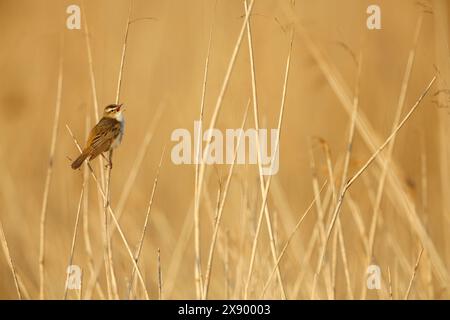 Parula di cuoio (Acrocephalus schoenobaenus), canta maschile nelle canne al mattino, Paesi Bassi, Olanda meridionale, Rottemeren Foto Stock