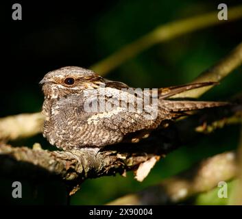 European nightjar (Caprimulgus europaeus), Resting, Paesi Bassi, Olanda meridionale Foto Stock