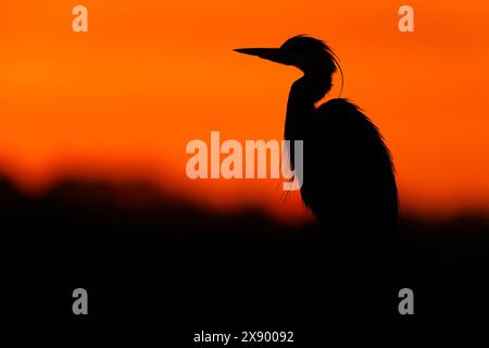 Airone grigio (Ardea cinerea), retroilluminato all'alba, Paesi Bassi, Olanda meridionale, Rottemeren Foto Stock