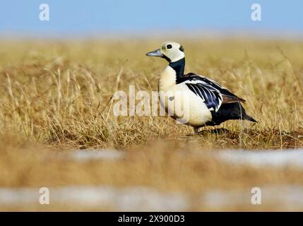 Steller's eider (Polysticta stelleri), adulto in erba alta., USA, Alaska Foto Stock