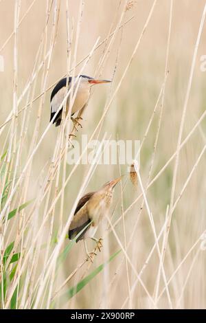 Piccolo bittern (Ixobrychus minutus), coppia nelle canne, Paesi Bassi, Olanda meridionale Foto Stock