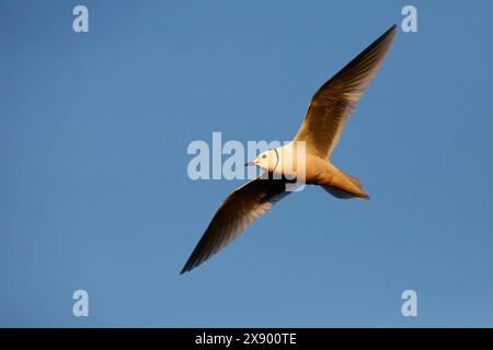 Il gabbiano di ross (Rhodostethia rosea), in volo, Russia, Indigirka Delta, Chokurdakh Foto Stock