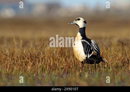 Steller's eider (Polysticta stelleri), adulto in erba a tundra, Stati Uniti, Alaska Foto Stock