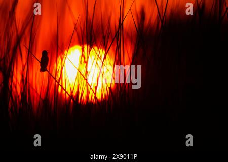 La parula di savi (Locustella luscinioides), maschile che canta nelle canne all'alba, Paesi Bassi, Olanda meridionale, Rottemeren Foto Stock