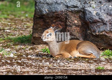 Vista laterale di una dik-dik, Madoqua kirkii, la più piccola antilope del mondo. Questo è un maschio adulto. Endemica dell'Africa orientale. Foto Stock