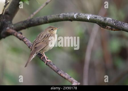 Parula grasshopper (Locustella naevia), seduta su una filiale, Paesi Bassi, Olanda meridionale, Rottemeren Foto Stock