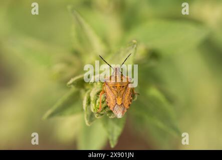 Red Shield Bug (Carpocoris mediterraneus) a Köyceğiz, Turkiye Foto Stock