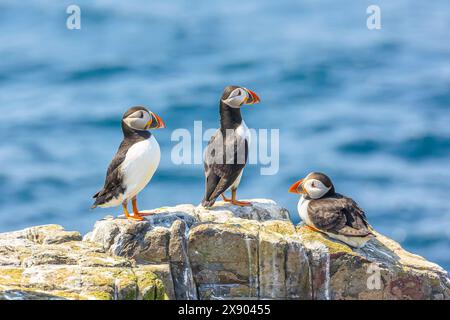 Puffins, nome scientifico: Fratercula arctica. Primo piano di tre pulcinelle di mare dell'Atlantico arroccate su rocce e affacciate sul mare. Northumberland. REGNO UNITO. Oriz Foto Stock