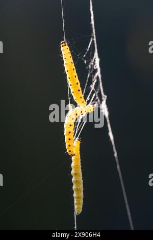 I caterpillars Spindle Ermine salgono i loro fili escreti in un giardino sul retro di Londra sud, il 25 maggio 2024, a Londra, Inghilterra. Foto Stock