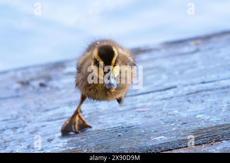 Anatroccolo di mallard che salta su un ponte di legno (Anas platyrhynchos) Foto Stock