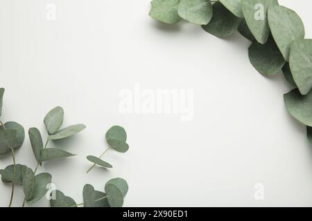 Foglie verdi di eucalipto su sfondo bianco. Vista dall'alto Foto Stock