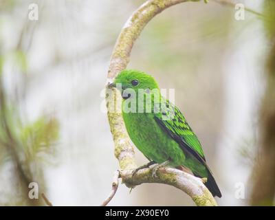 Whitehead's Broadbill Calyptomena whiteheadi Sabah, Malesia, Borneo, se Asia BI040355 Foto Stock