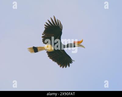 Rhinocerous Hornbill in volo Buceros rinoceronte Sabah, Malesia, Borneo, se Asia BI040521 Foto Stock