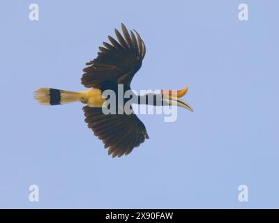 Rhinocerous Hornbill in volo Buceros rinoceronte Sabah, Malesia, Borneo, se Asia BI040522 Foto Stock