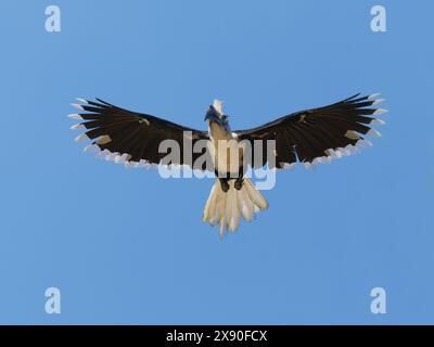 Hornbill coronato bianco in volo Berenicornis comatus Sabah, Malesia, Borneo, se Asia BI040568 Foto Stock