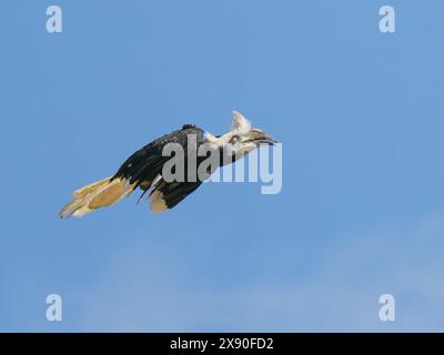 Hornbill coronato bianco in volo Berenicornis comatus Sabah, Malesia, Borneo, se Asia BI040579 Foto Stock