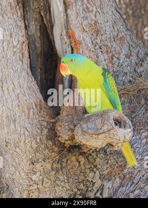 Pappagallo blu al nido Tanygnathus lucionensis Sabah, Malesia, Borneo, se Asia BI040660 Foto Stock