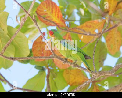 Pappagallo blu Tanygnathus lucionensis Sabah, Malesia, Borneo, se Asia BI040673 Foto Stock