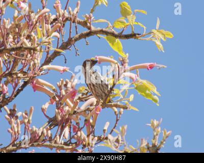 Whitehead’s Spiderhunter Arachnothera juliae Sabah, Malaysia, Borneo, se Asia BI041075 Foto Stock