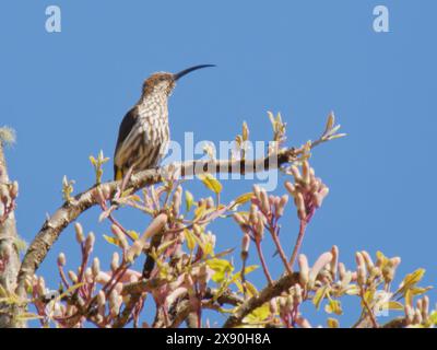 Whitehead’s Spiderhunter Arachnothera juliae Sabah, Malaysia, Borneo, se Asia BI041079 Foto Stock