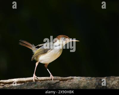 Rufous Tailed Tailorbird Orthotomus Sericeus Sabah, Malesia, Borneo, se Asia BI041119 Foto Stock