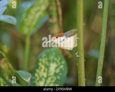 Rufous Tailed Tailorbird Orthotomus Sericeus Sabah, Malesia, Borneo, se Asia BI041120 Foto Stock