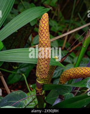 Carludovica palmata o toquilla di palma (Ciclanthaceae) Foto Stock