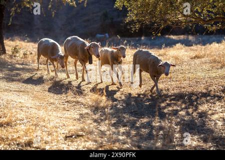 Le pecore pascolano pacificamente nei campi aperti della dehesa, Sierra de Córdoba, Andalusia, Spagna. Foto Stock