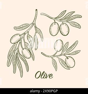 Disegno vettoriale di rami di olivo con olive Illustrazione Vettoriale