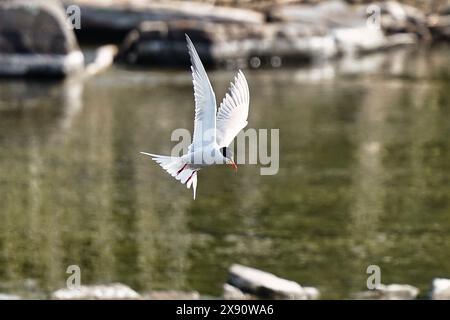 Terna comune nel volo sull'acqua. Foto Stock