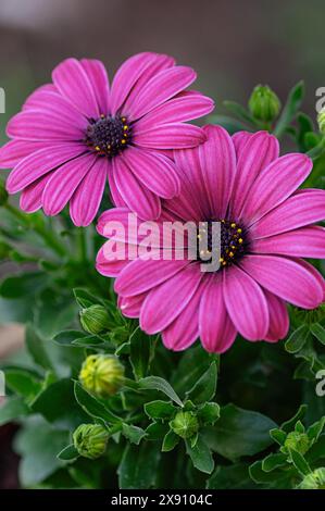 Splendido cespuglio fiorito di Osteospermum. I fiori di colore magenta. Margherita sudafricana e Cape daisy. Foto Stock
