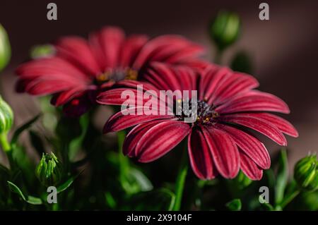 Splendido cespuglio fiorito di Osteospermum. Margherita sudafricana e Cape daisy. Primo piano. Foto Stock