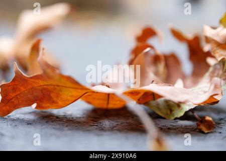 Una foglia autunnale per terra nella stagione autunnale. Gli esperti dicono di lasciarli dove cadono. Si tratta di un'immagine naturale astratta di sfondo della natura. Foto Stock